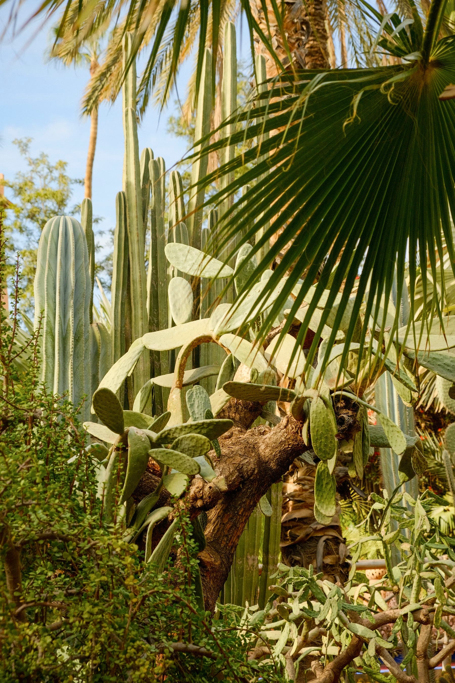 Cactus Light
