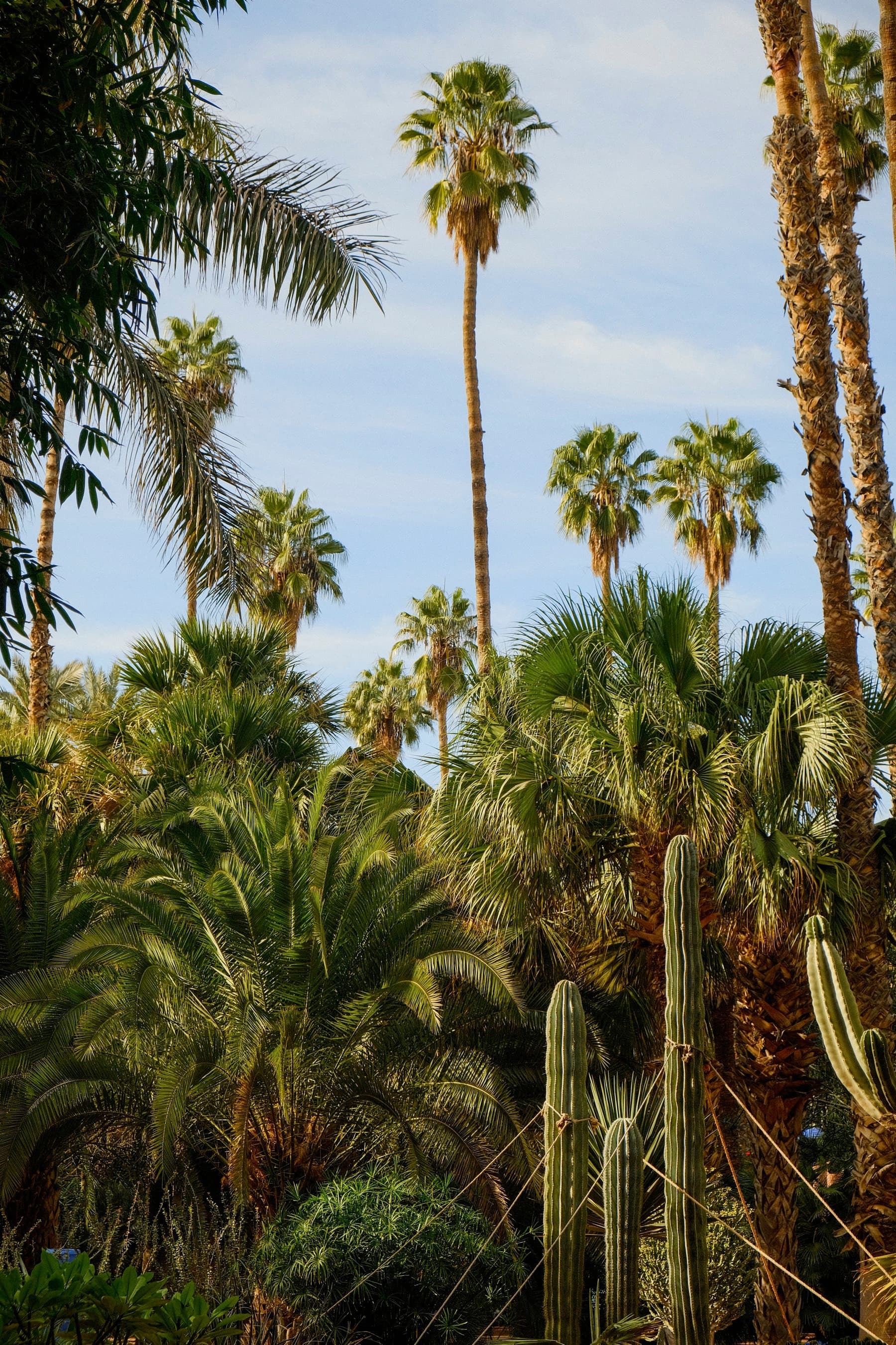 Palm Garden