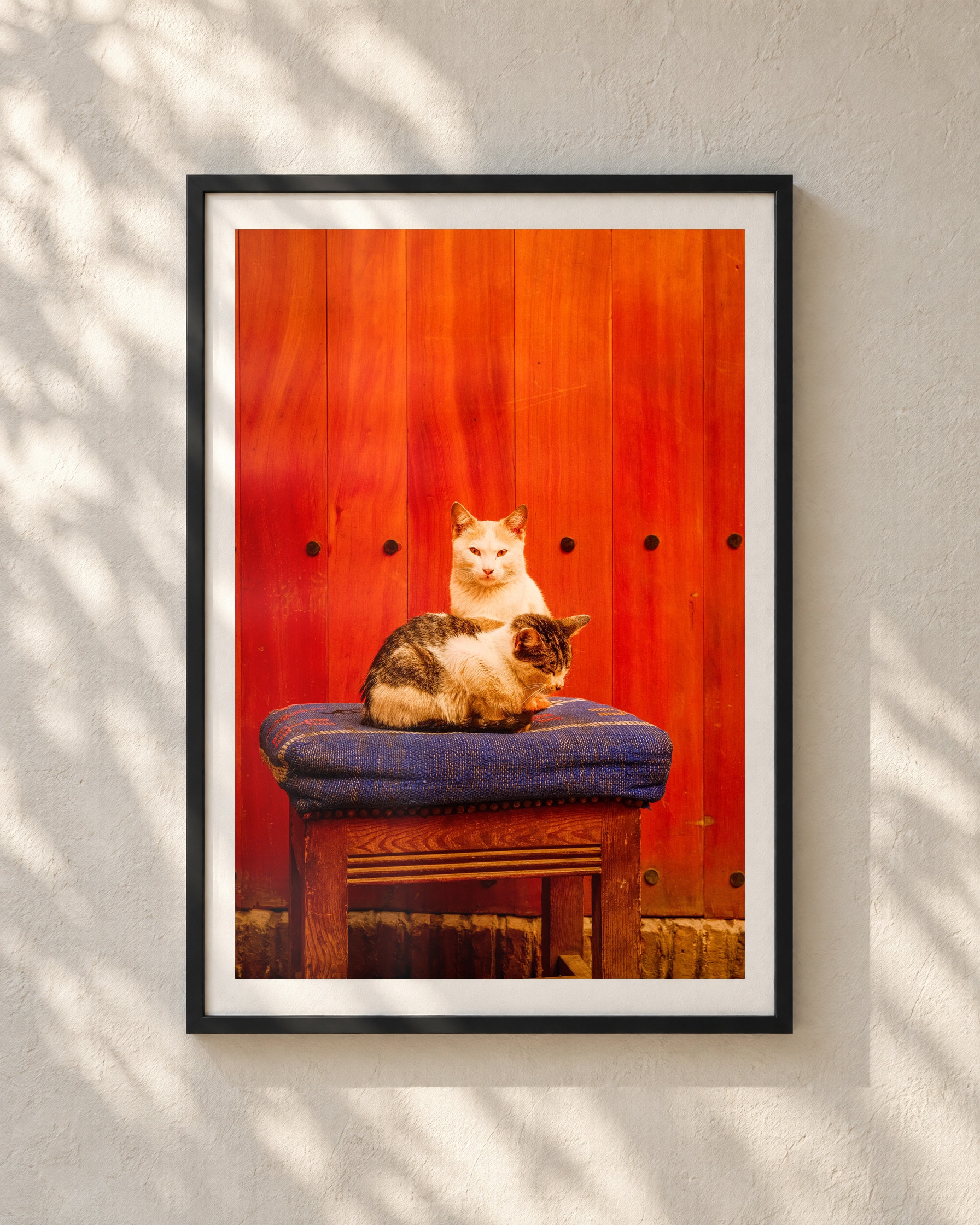 Medina Cats, framed print shown on a wall