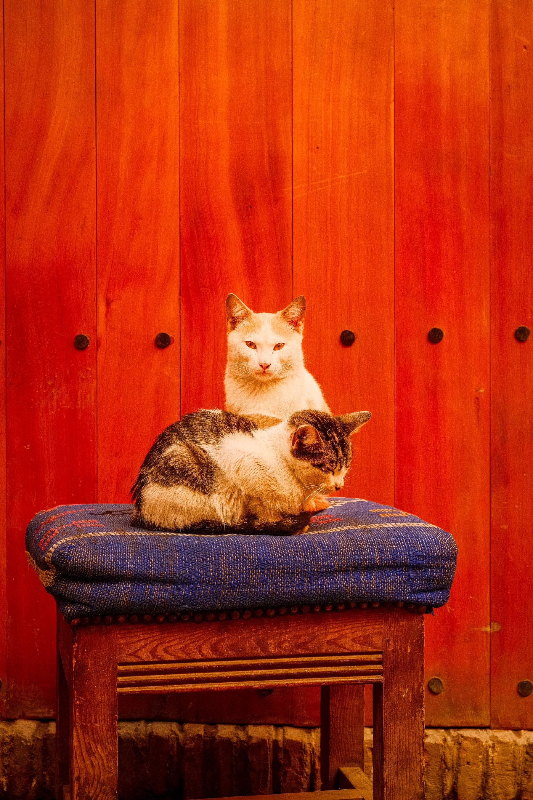 Two cats share a blue cushion on a wooden stool against a red-painted door in the Marrakech medina
